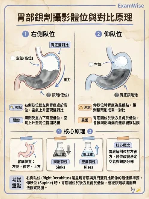 放射 - 消化道造影 - AI 圖文解析預覽