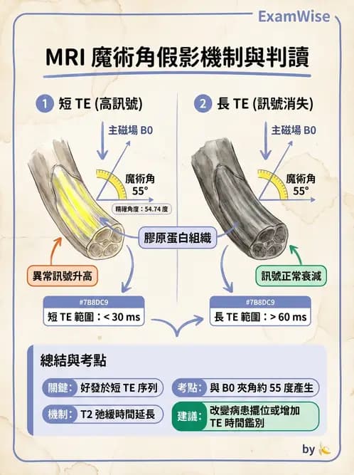 放射 - 磁振影像品質與參數 - AI 圖文解析預覽