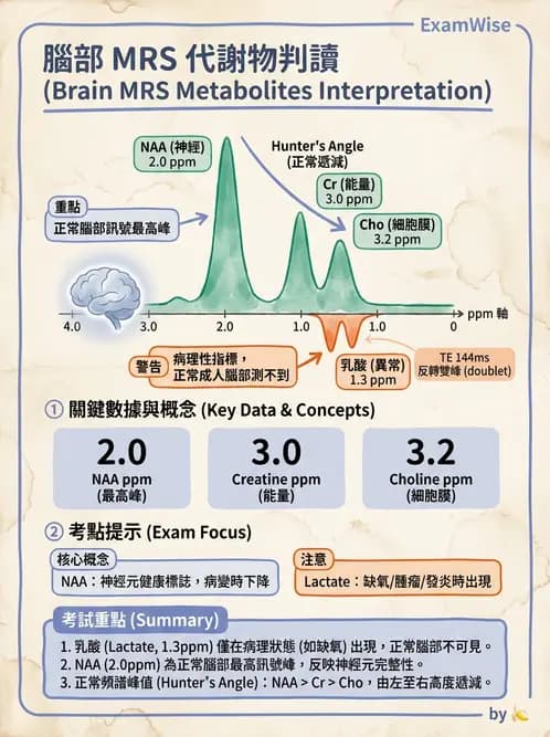 放射 - MRI脈衝序列與訊號技術 - AI 圖文解析預覽