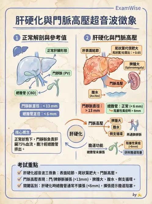放射 - 肝臟超音波 - AI 圖文解析預覽