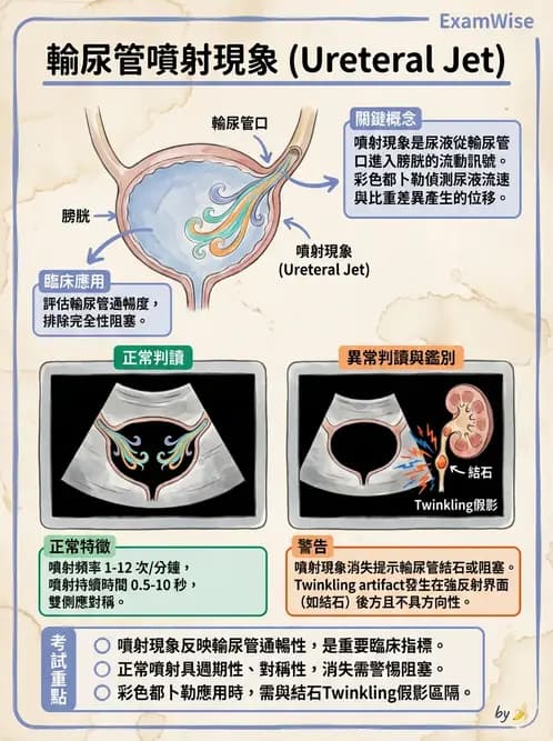 放射 - 泌尿生殖與小器官超音波 - AI 圖文解析預覽