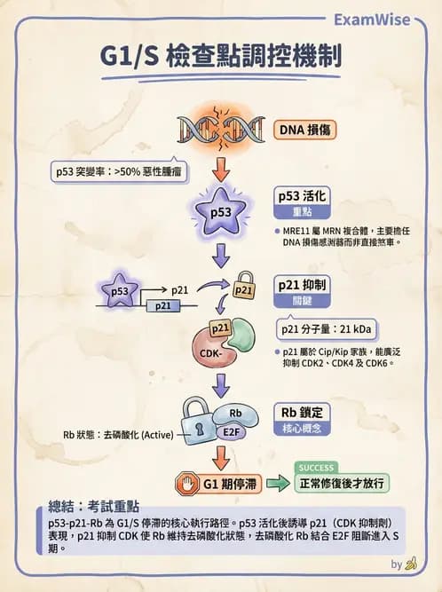 放射 - DNA傷害與修復 - AI 圖文解析預覽
