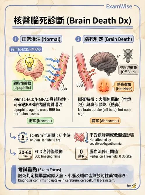 放射 - 腦部造影 - AI 圖文解析預覽