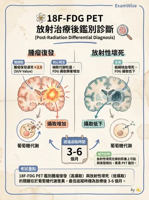 放射 - FDG PET造影 - AI 圖文解析預覽