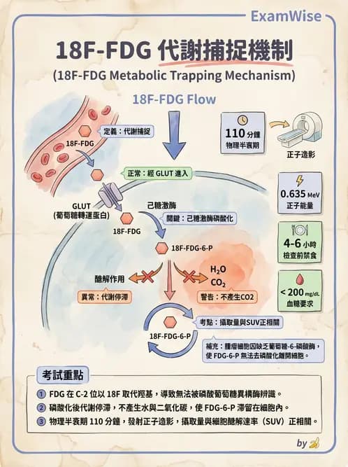 放射 - PET藥物基礎與心臟造影 - AI 圖文解析預覽