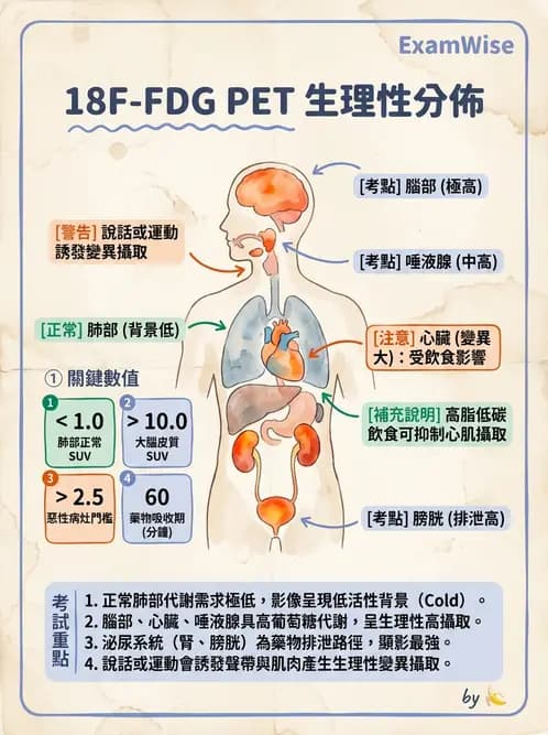 放射 - FDG PET造影 - AI 圖文解析預覽
