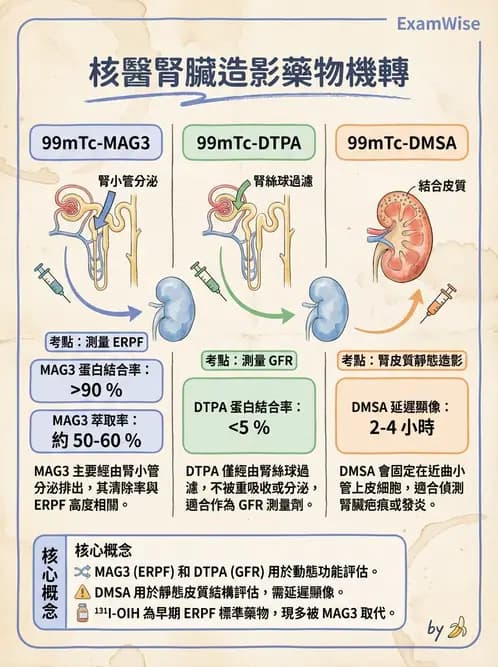放射 - 腎臟造影 - AI 圖文解析預覽