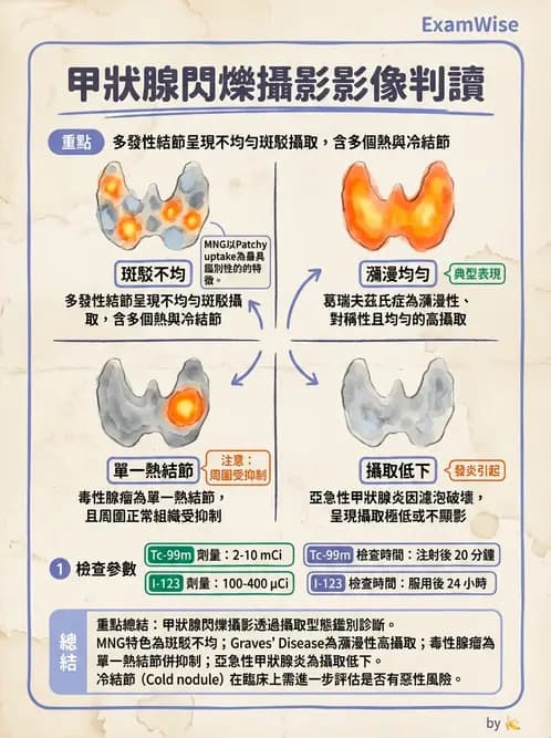 放射 - 甲狀腺造影 - AI 圖文解析預覽