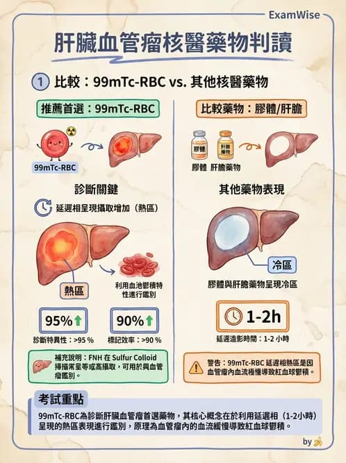 放射 - 肝膽造影 - AI 圖文解析預覽
