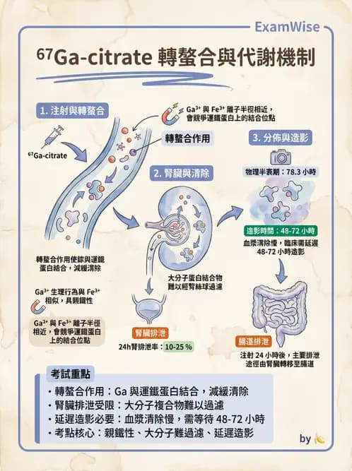 放射 - 肺肝膽與製劑通則 - AI 圖文解析預覽