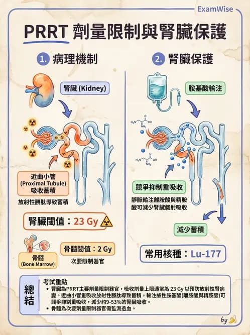 放射 - 腫瘤治療 - AI 圖文解析預覽