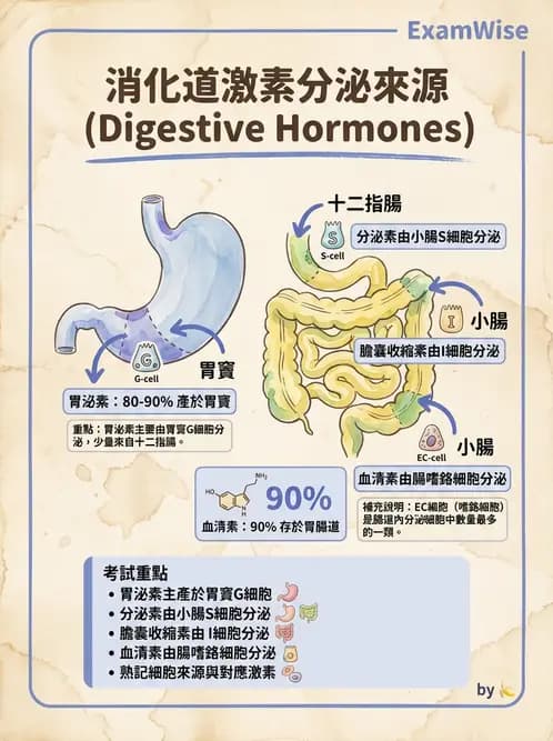 營養 - 消化系統生理學 - AI 圖文解析預覽