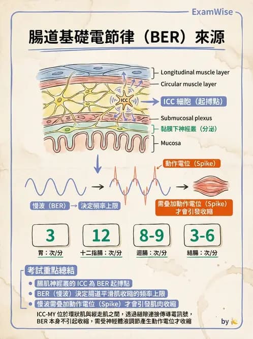 營養 - 消化系統生理學 - AI 圖文解析預覽