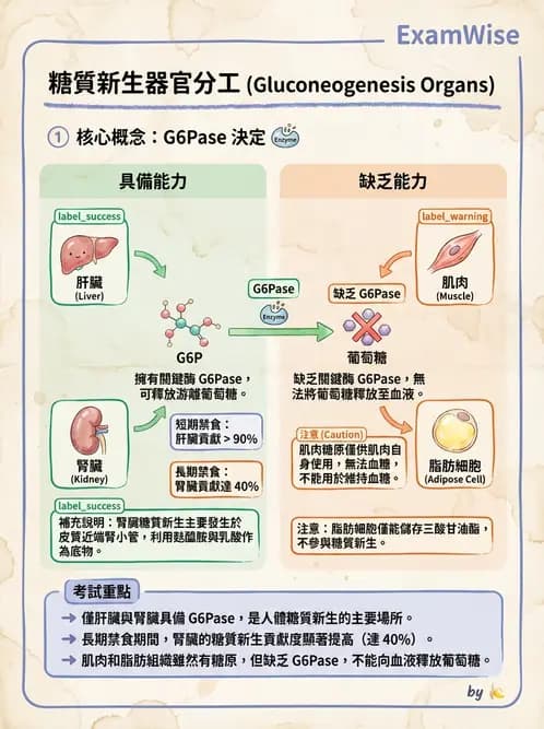 營養 - 醣類代謝 - AI 圖文解析預覽