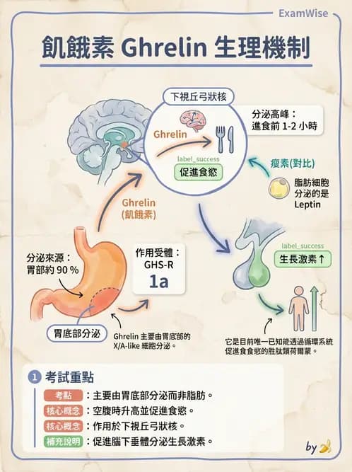 營養 - 內分泌與代謝生理學 - AI 圖文解析預覽