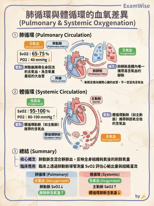 營養 - 心血管系統生理學 - AI 圖文解析預覽