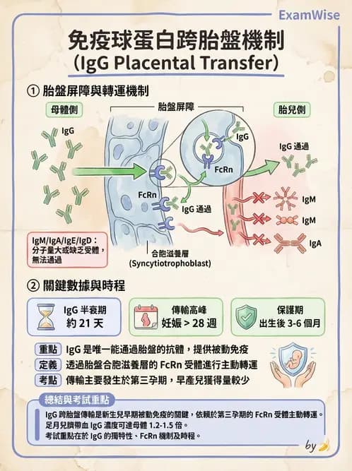 營養 - 血液與免疫 - AI 圖文解析預覽