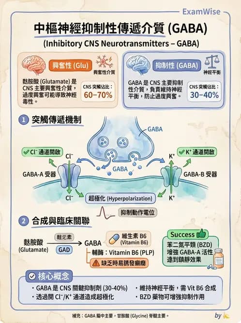 營養 - 神經系統生理學 - AI 圖文解析預覽
