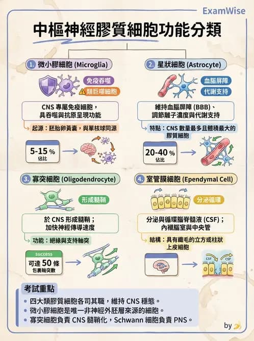 營養 - 神經系統生理學 - AI 圖文解析預覽