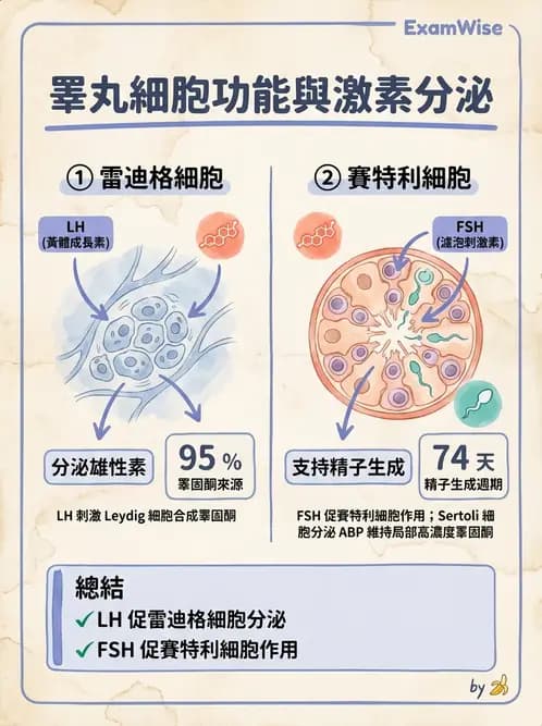 營養 - 生殖系統生理學 - AI 圖文解析預覽
