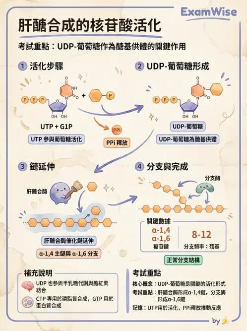 營養 - 醣類代謝 - AI 圖文解析預覽