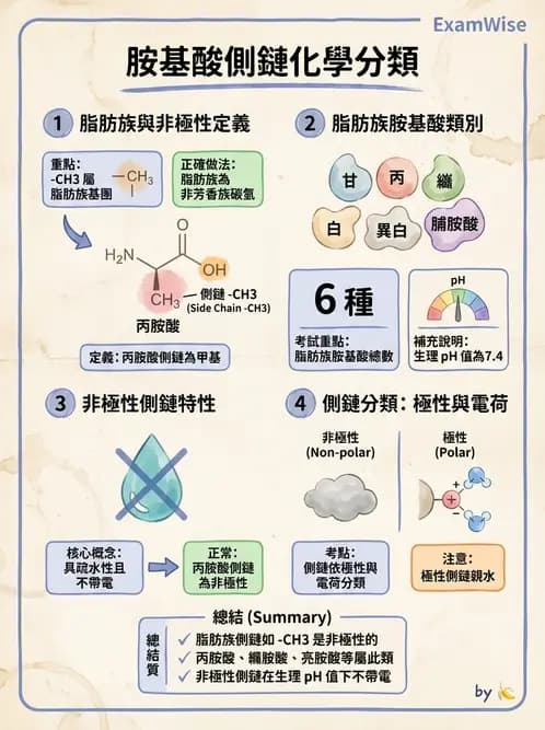 營養 - 蛋白質與胺基酸代謝 - AI 圖文解析預覽