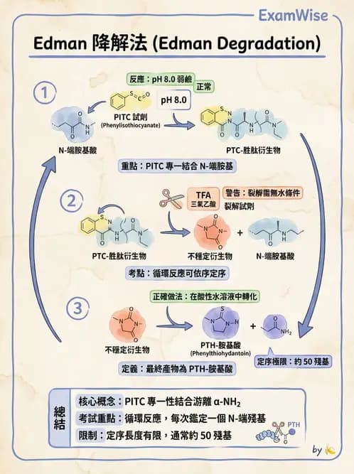 營養 - 蛋白質與胺基酸代謝 - AI 圖文解析預覽