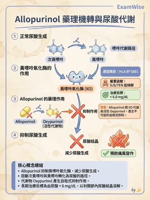 營養 - 核酸與基因表現 - AI 圖文解析預覽