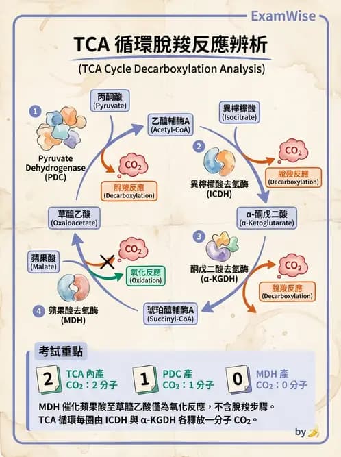 營養 - 能量代謝 - AI 圖文解析預覽