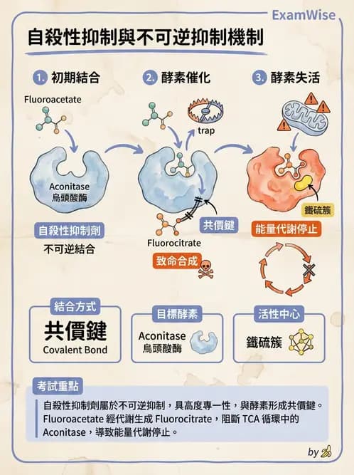 營養 - 酵素學基礎 - AI 圖文解析預覽