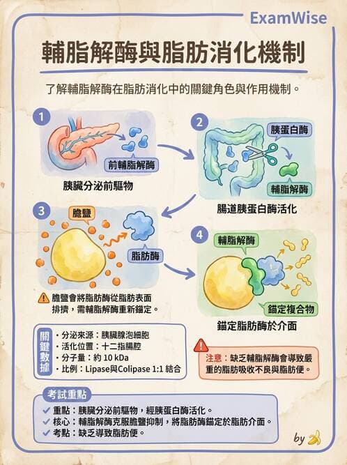 護理師 - 消化系統 - AI 圖文解析預覽