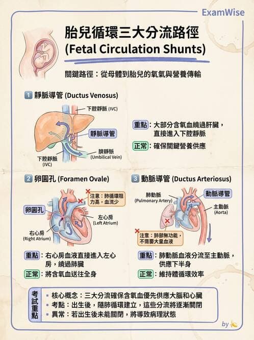 護理師 - 循環系統 - AI 圖文解析預覽