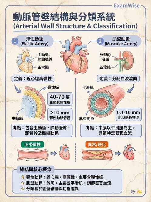 護理師 - 循環系統 - AI 圖文解析預覽