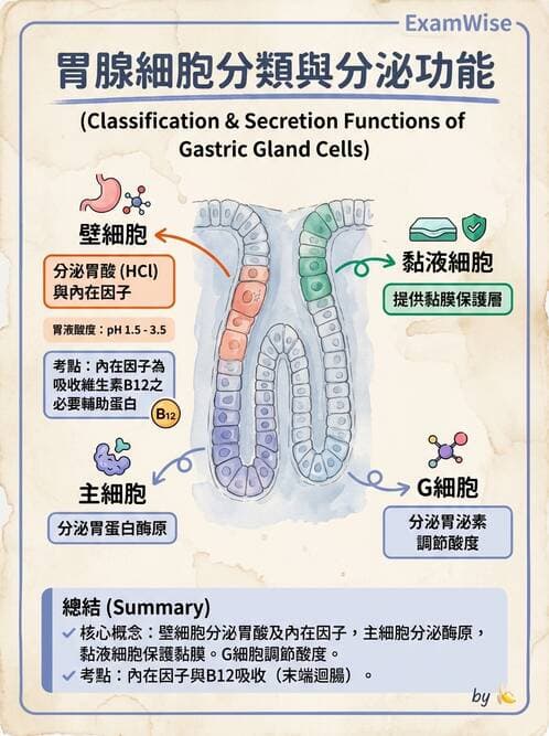護理師 - 消化道 - AI 圖文解析預覽