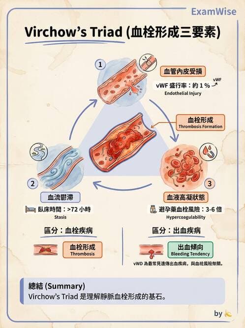 護理師 - 體液平衡 - AI 圖文解析預覽