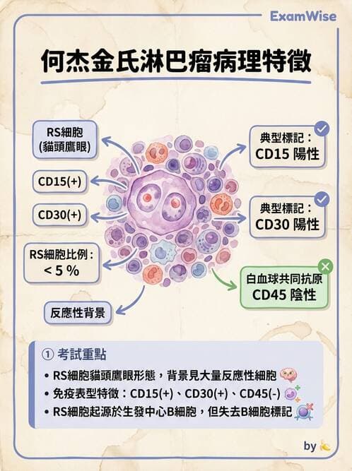 護理師 - 造血及淋巴系統 - AI 圖文解析預覽