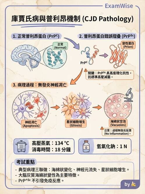 護理師 - 神經及內分泌系統 - AI 圖文解析預覽