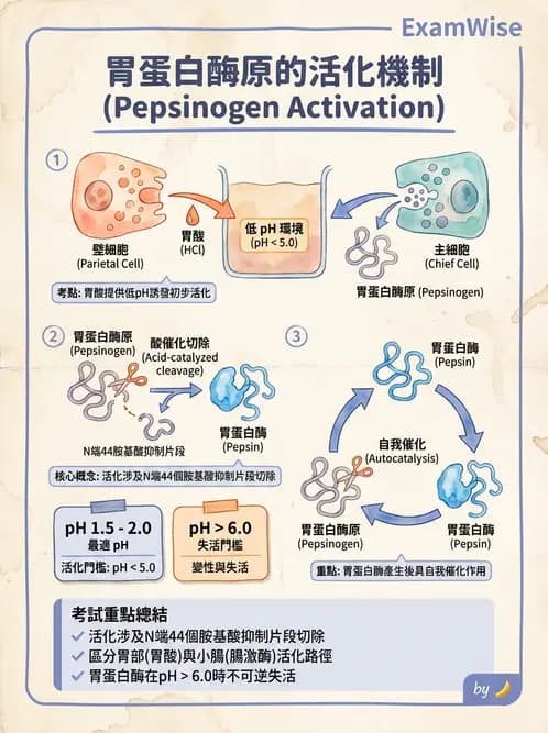 營養 - 蛋白質消化吸收與品質評估 - AI 圖文解析預覽