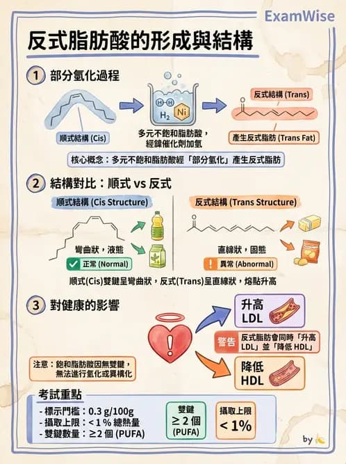 營養 - 脂肪酸種類與必需脂肪酸 - AI 圖文解析預覽