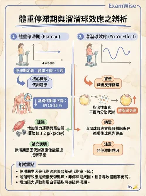 營養 - 能量平衡與食慾控制 - AI 圖文解析預覽