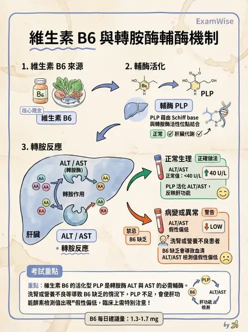 營養 - 單碳代謝與造血B群維生素 - AI 圖文解析預覽