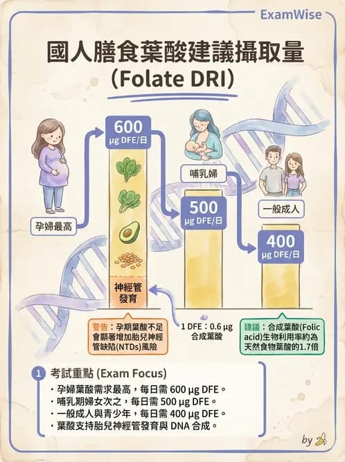 營養 - 單碳代謝與造血B群維生素 - AI 圖文解析預覽
