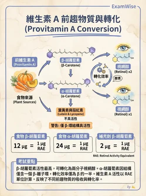 營養 - 維生素A - AI 圖文解析預覽