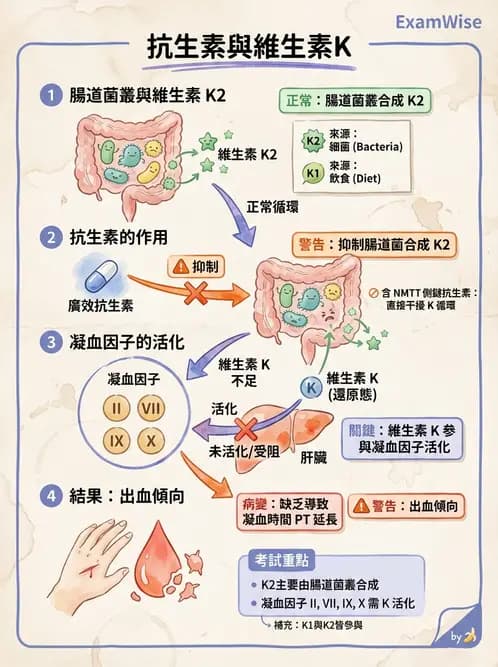 營養 - 藥物與營養素交互作用 - AI 圖文解析預覽