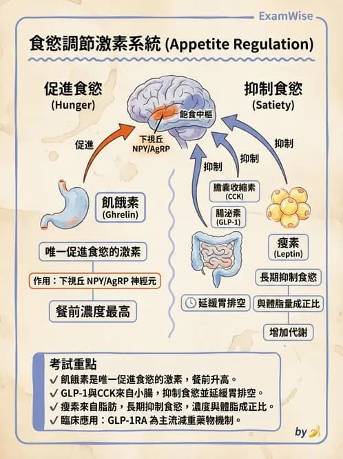營養 - 體重管理與攝食異常 - AI 圖文解析預覽