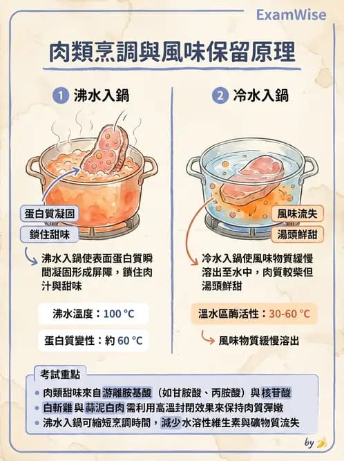 營養 - 動植物性食材製備原理 - AI 圖文解析預覽