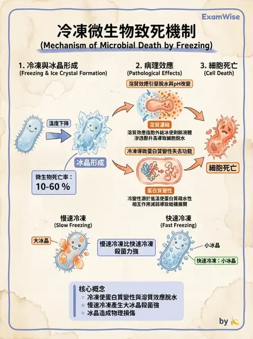 營養 - 食品腐敗微生物學 - AI 圖文解析預覽