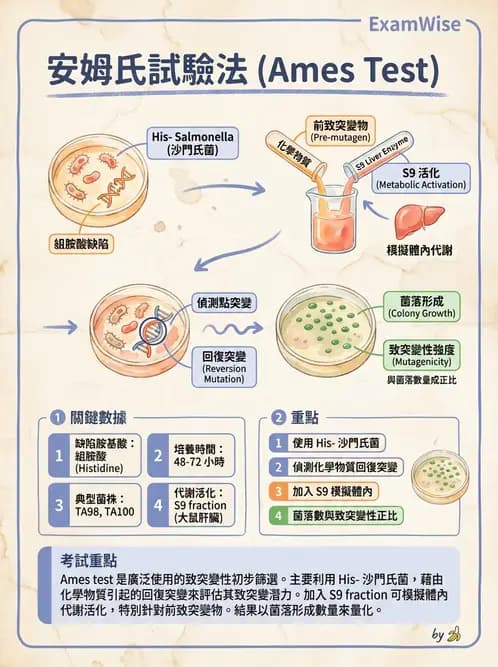 營養 - 食品安全性評估 - AI 圖文解析預覽