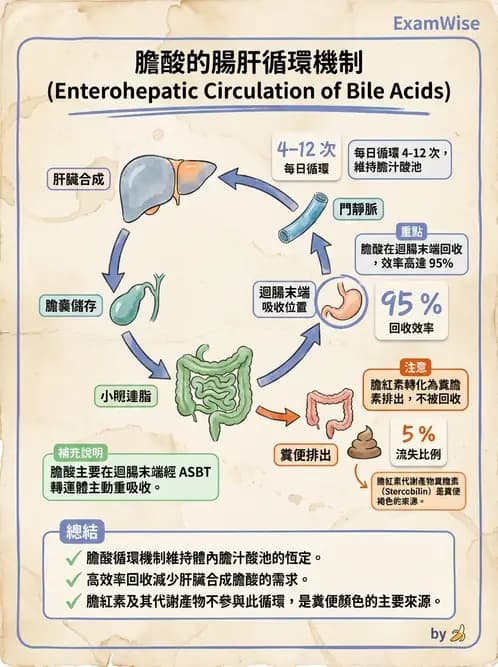 營養 - 消化系統生理學 - AI 圖文解析預覽