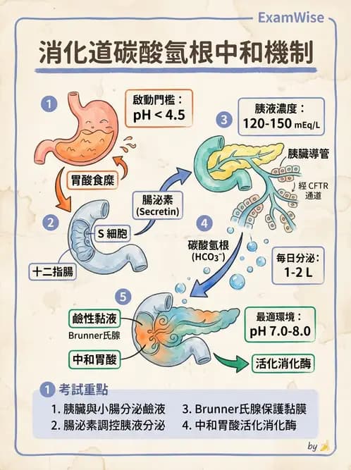 營養 - 消化系統生理學 - AI 圖文解析預覽